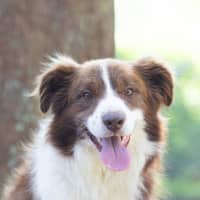 Photo of Rusty