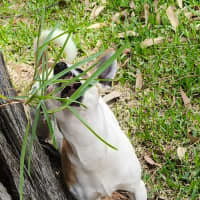 Photo of Jelly   1 Year Old Chihuahua (On Trial)