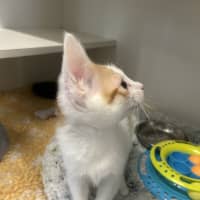 Photo of Rocket