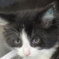 Photo of Scribbles Of Holdsworth