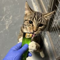 Photo of Sulley (Was Mogs)