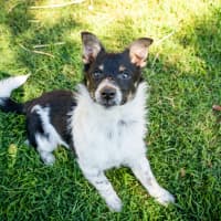 Photo of Oscar