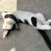 Photo of Oreo   Reduced Adoption Fee