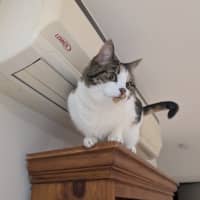 Photo of Pudding   Located In Preston