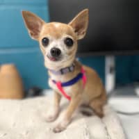 Photo of Pippi