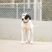 Photo of Spotty