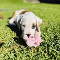 Photo of Theo