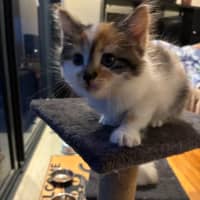 Photo of Clementine