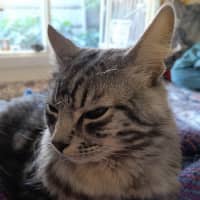 Photo of Gideon
