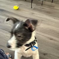 Photo of Frankie
