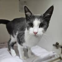 Photo of Octavia
