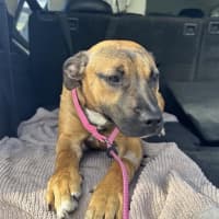 Photo of Miss. Honey