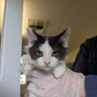 Photo of Rangi (Maxibon)