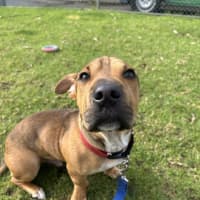 Photo of Scrappy Doo