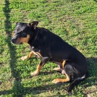 Photo of Roxy