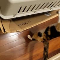 Photo of Shanti   1.5 Year Old Domestic Short Hair