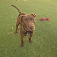 Photo of Darcy