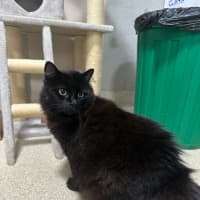 Photo of Bear
