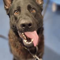 Photo of Ebony