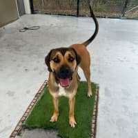 Photo of Bailey