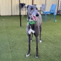 Photo of Beanie