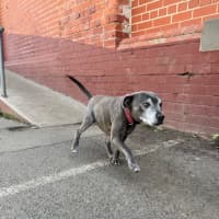 Photo of Arie