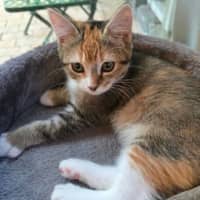 Photo of Luna