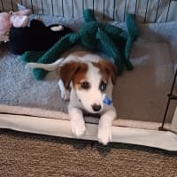 Photo of Lily   8 Week Old Jack Russell X
