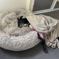 Photo of Crumpet, The Greyhound