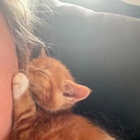 Photo of Cheetoh