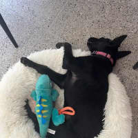 Photo of Maisy