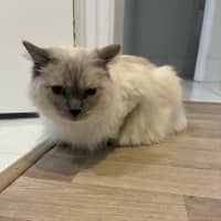 Photo of Chilli