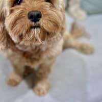 Photo of Miley