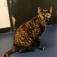 Photo of Tilly