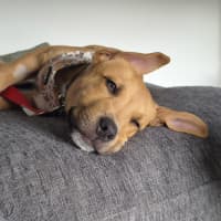 Photo of Murphy