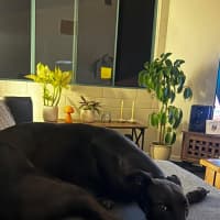 Photo of Vince, The Greyhound