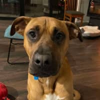 Photo of Apollo