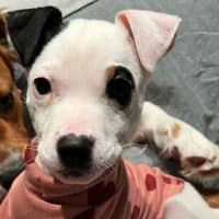 Photo of Nova