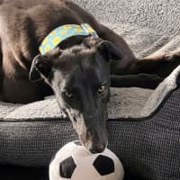 Photo of Izzy, The Greyhound