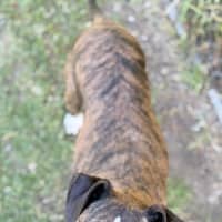 Photo of Xena
