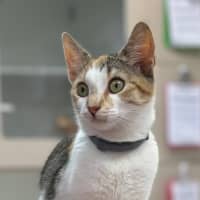 Photo of Miss Patch (9075)