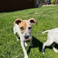 Photo of Rob   11 Week Old Cattle Dog X Staffy(trial 6/10)
