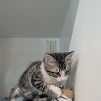 Photo of Lucky