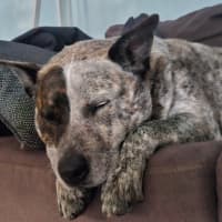 Photo of Odin   4 Year Old Cattle Dog