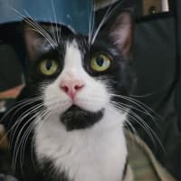 Photo of Gaia   Reduced Adoption Fee