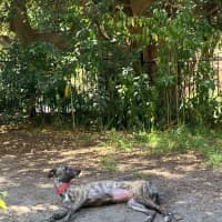 Photo of Bonnie, The Greyhound