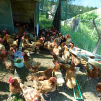 Photo of Chickens