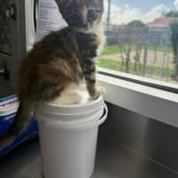 Photo of Sweet Pea