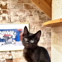 Photo of Onyx