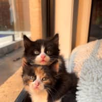 Photo of Maxwell And Fran